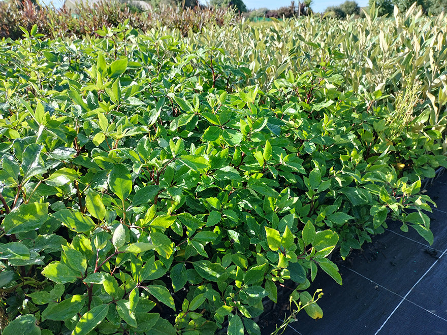 100x Five Finger - $3.99 each