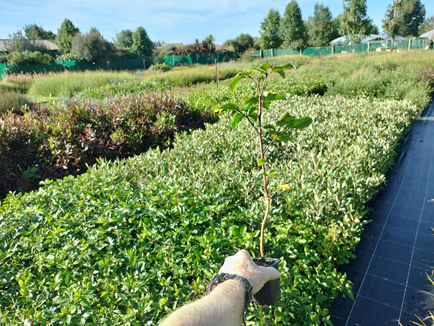 100x Five Finger - $3.99 each