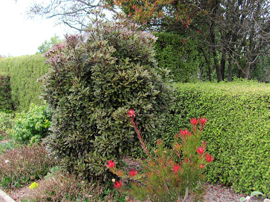 5x Pseudopanax purpurea - $9.99 each