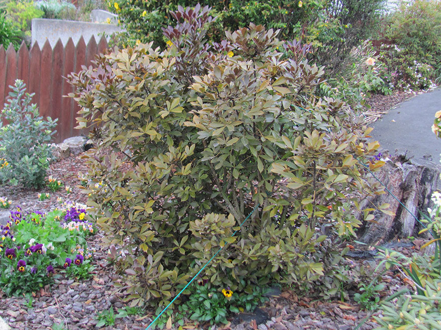 Pseudopanax purpurea