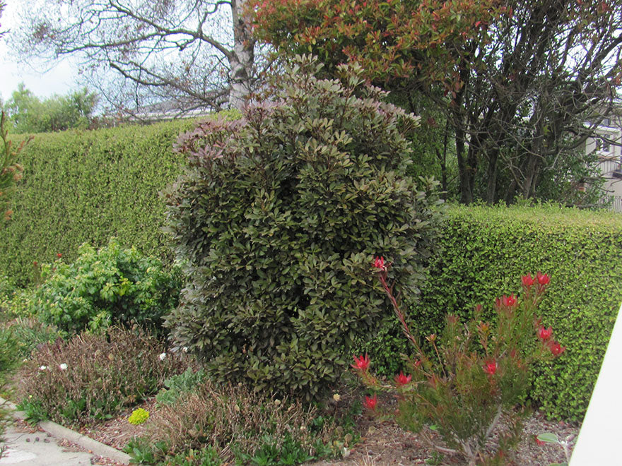 Pseudopanax purpurea