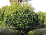 Pseudopanax Laetus