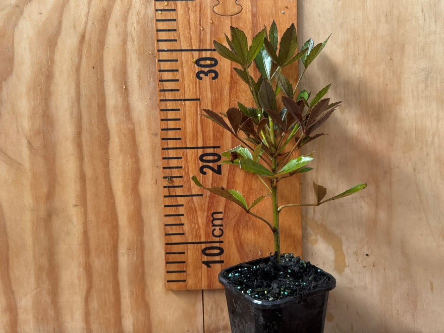 5x Pseudopanax purpurea - $9.99 each
