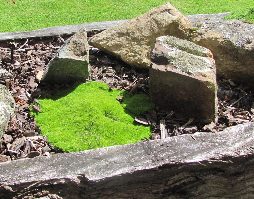 Scleranthus Biflorus