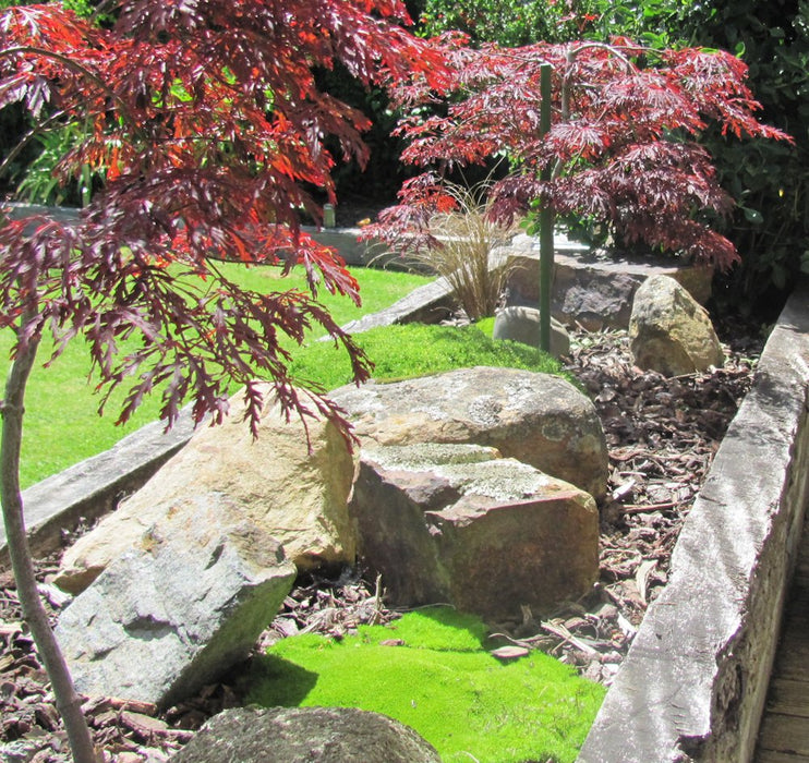 25x Cushion Plant - $4.99 each