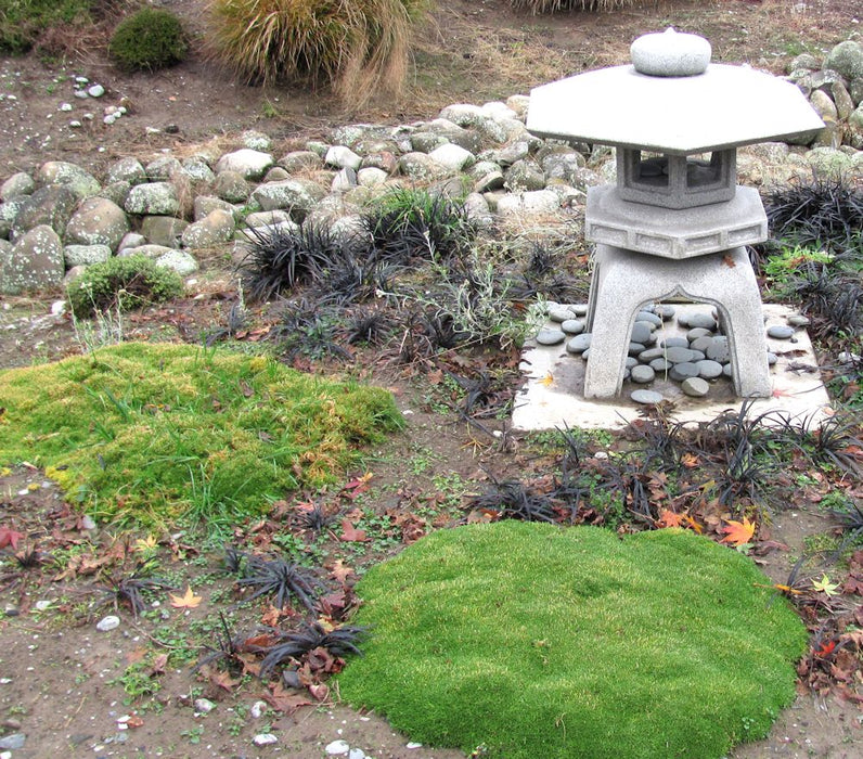 25x Cushion Plant - $4.99 each