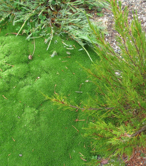 5x Cushion Plant - $5.99 each