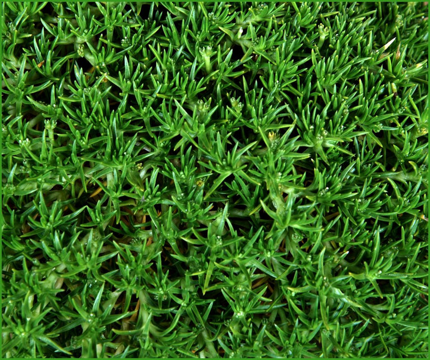 25x Native Groundcover Combo - $4.99 each