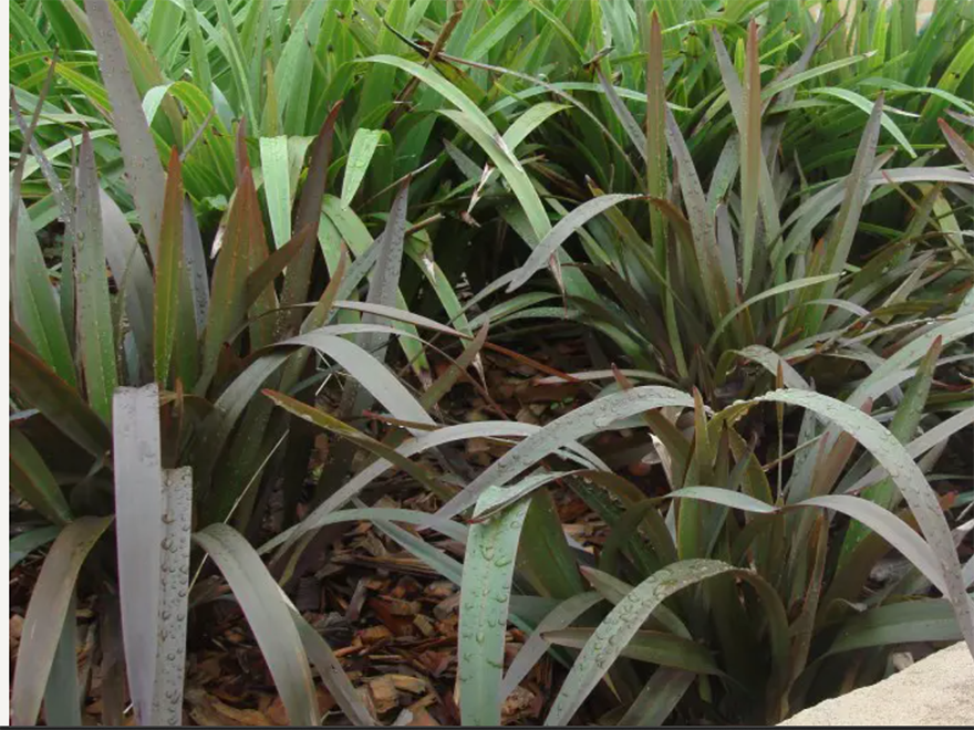 5x Dianella Flame - $7.99 each