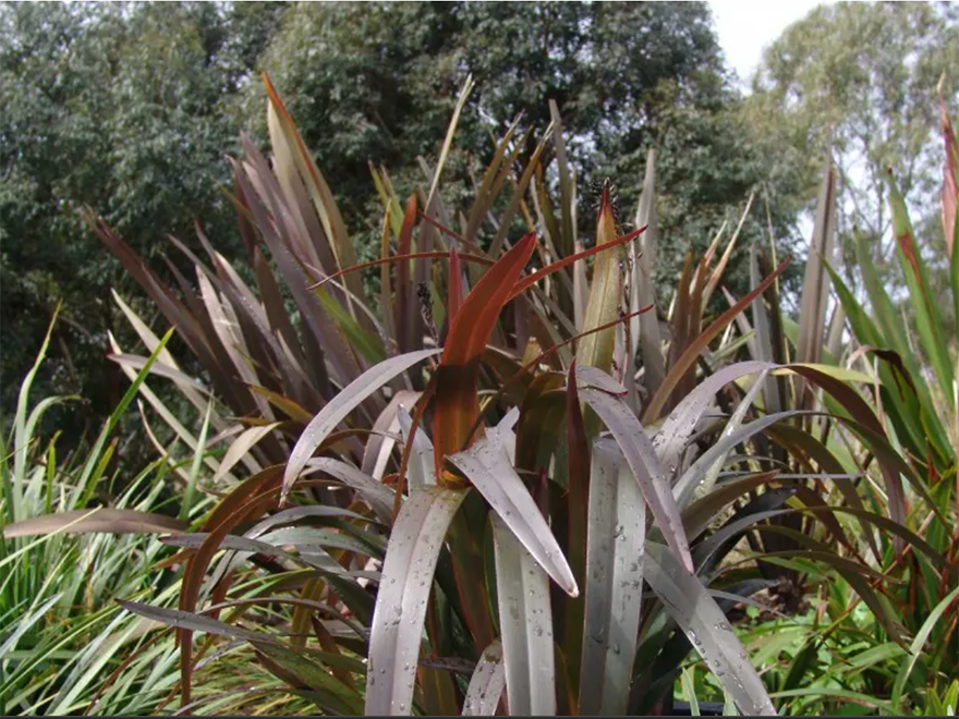 5x Dianella Flame - $7.99 each