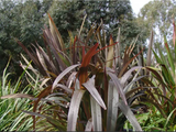 Dianella Flame - XL Size