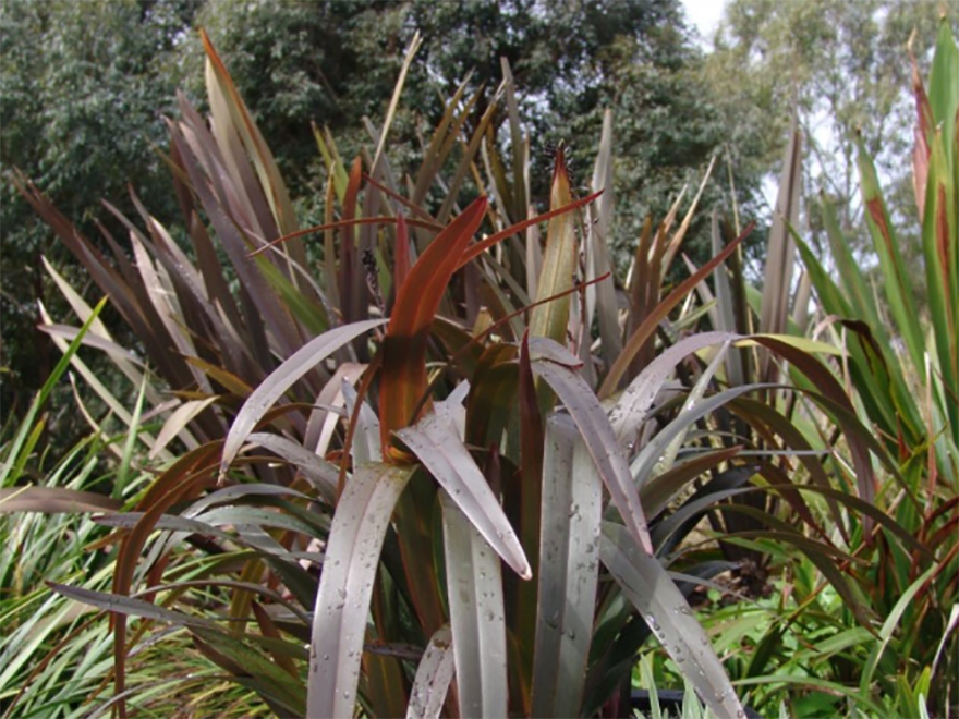 Dianella Flame - XL Size