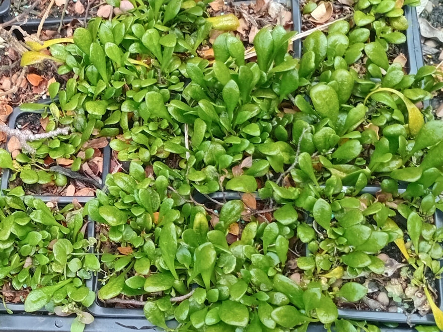 25x Native Groundcover Combo - $4.99 each