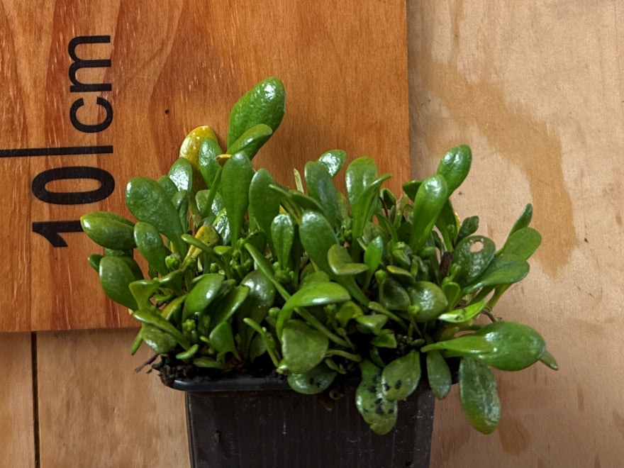 25x Native Groundcover Combo - $4.99 each