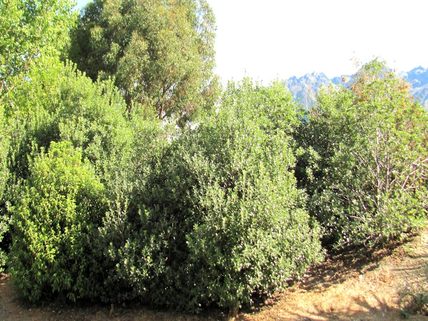 100x Shelter Combo - $3.99 trees & shrubs
