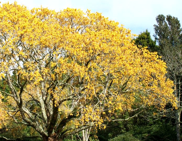 Sophora Microphylla