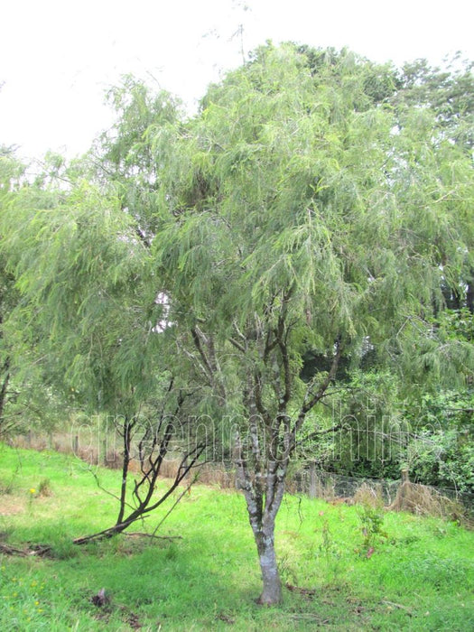 5x Kowhai - $9.99 each