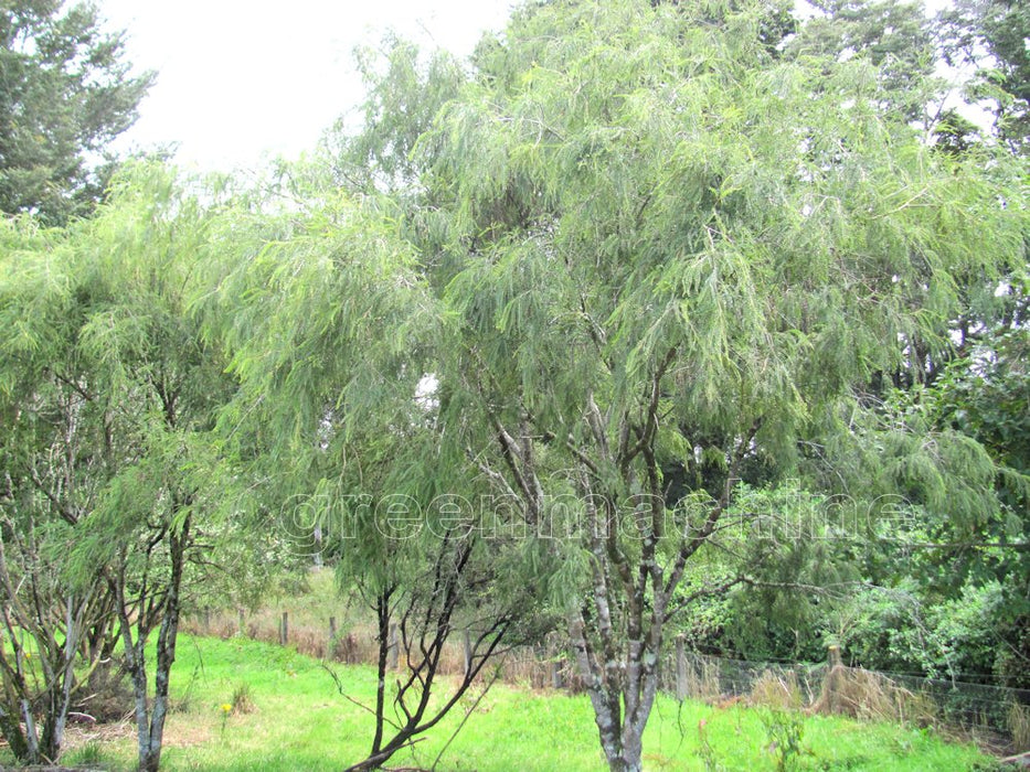 5x Kowhai - $9.99 each