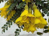 Kowhai - $4.99 each