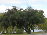 Kowhai - $4.99 each
