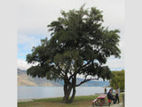 Kowhai - $4.99 each