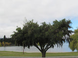 Kowhai - $4.99 each