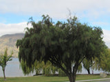 Kowhai - $4.99 each