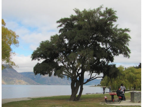 Kowhai - $4.99 each