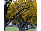 Kowhai - $4.99 each
