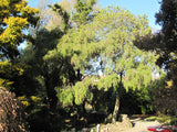 Kowhai - $4.99 each