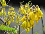 Sophora Tetraptera