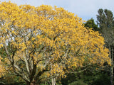 Kowhai - $4.99 each