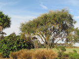 Kowhai - $4.99 each