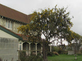 Kowhai - $4.99 each