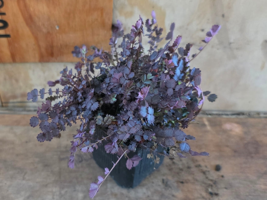 Acaena inermis purple