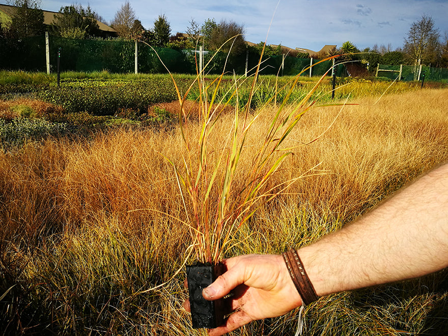 100x Wind Grass - $3.99 each