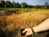 Anemanthle lessoniana