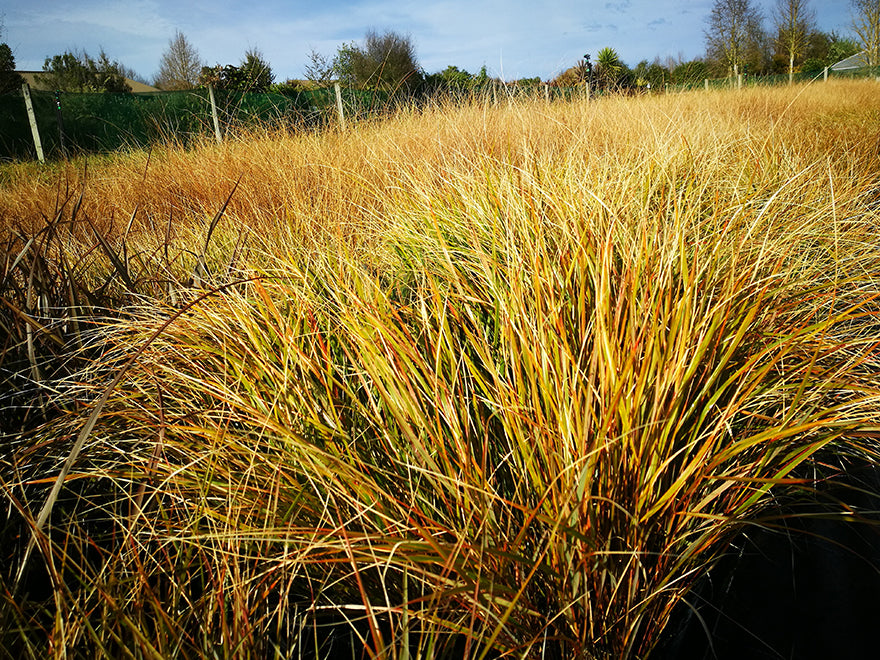 Anemanthle lessoniana