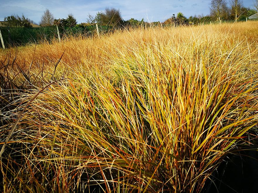 10x Wind Grass - $3.99 each