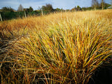 10x Wind Grass - $3.99 each