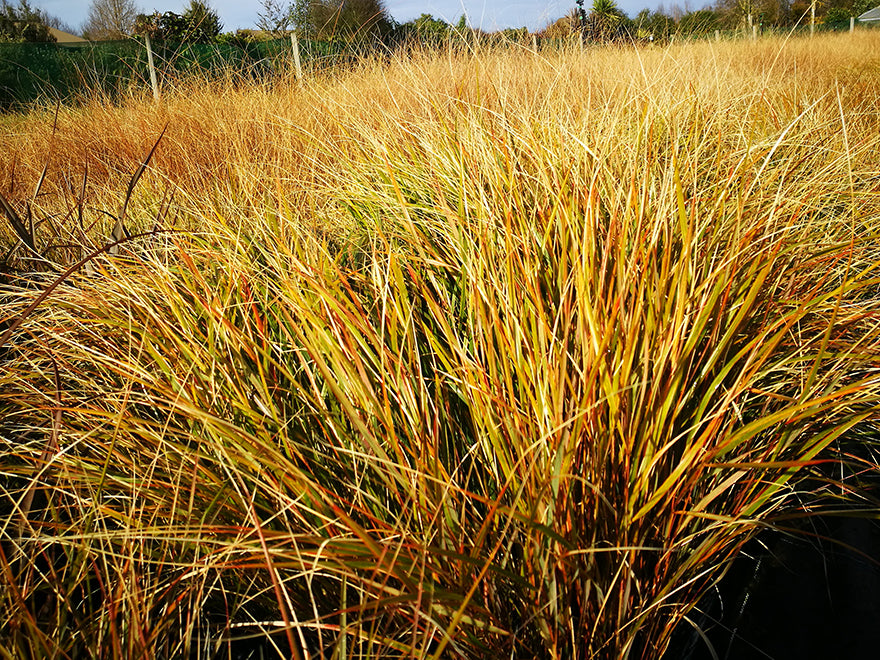 50x Wind Grass - $3.59 each
