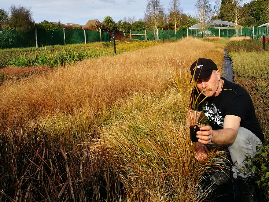 100x Wind Grass - $3.99 each