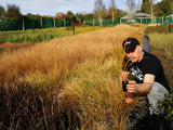 Anemanthle lessoniana
