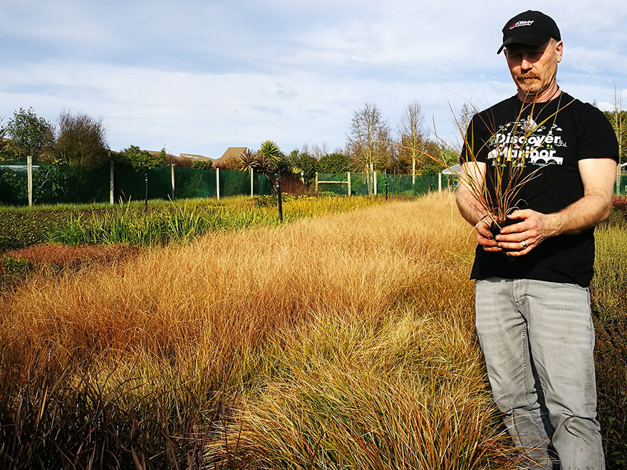 100x Wind Grass - $3.99 each