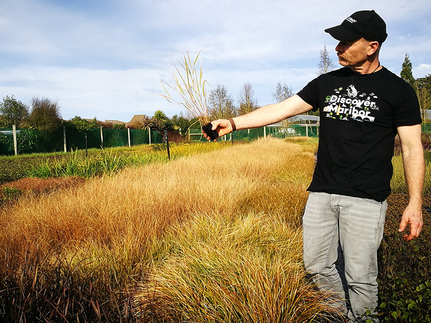 100x Wind Grass - $3.99 each