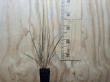 Anemanthle lessoniana