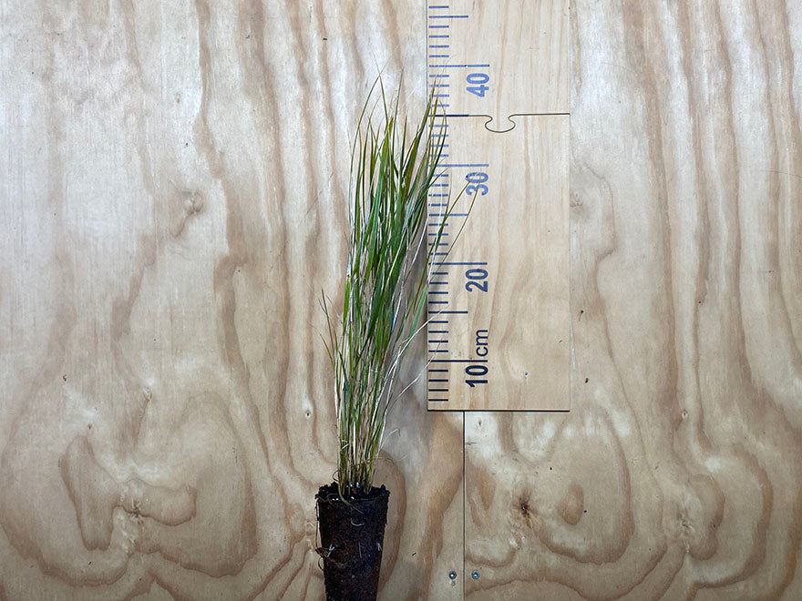 100x Wind Grass - $3.99 each