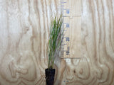 10x Wind Grass - $3.99 each