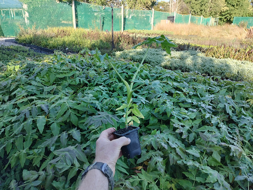 5x Sub-Antartic Megaherb - $5.99 each