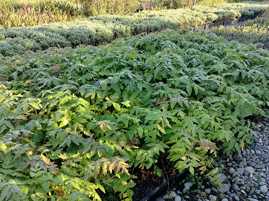 5x Sub-Antartic Megaherb - $5.99 each